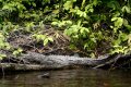 Our first crocodile